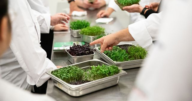 Sollen Speisen verfeinern und Großküchen nachhaltiger gestalten: Mircrogreens aus den Indoor-Farming-Infrastruktursystemen von Rieber und Farm-Up. Foto: Rieber